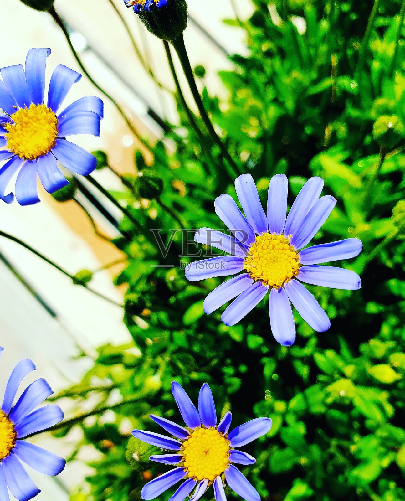 花照片摄影图片