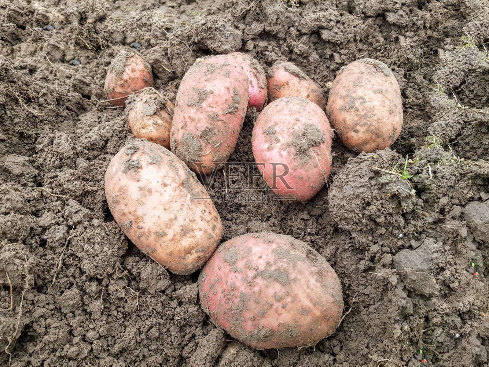 近距离挖掘土豆的背景。大土豆躺在地上照片摄影图片