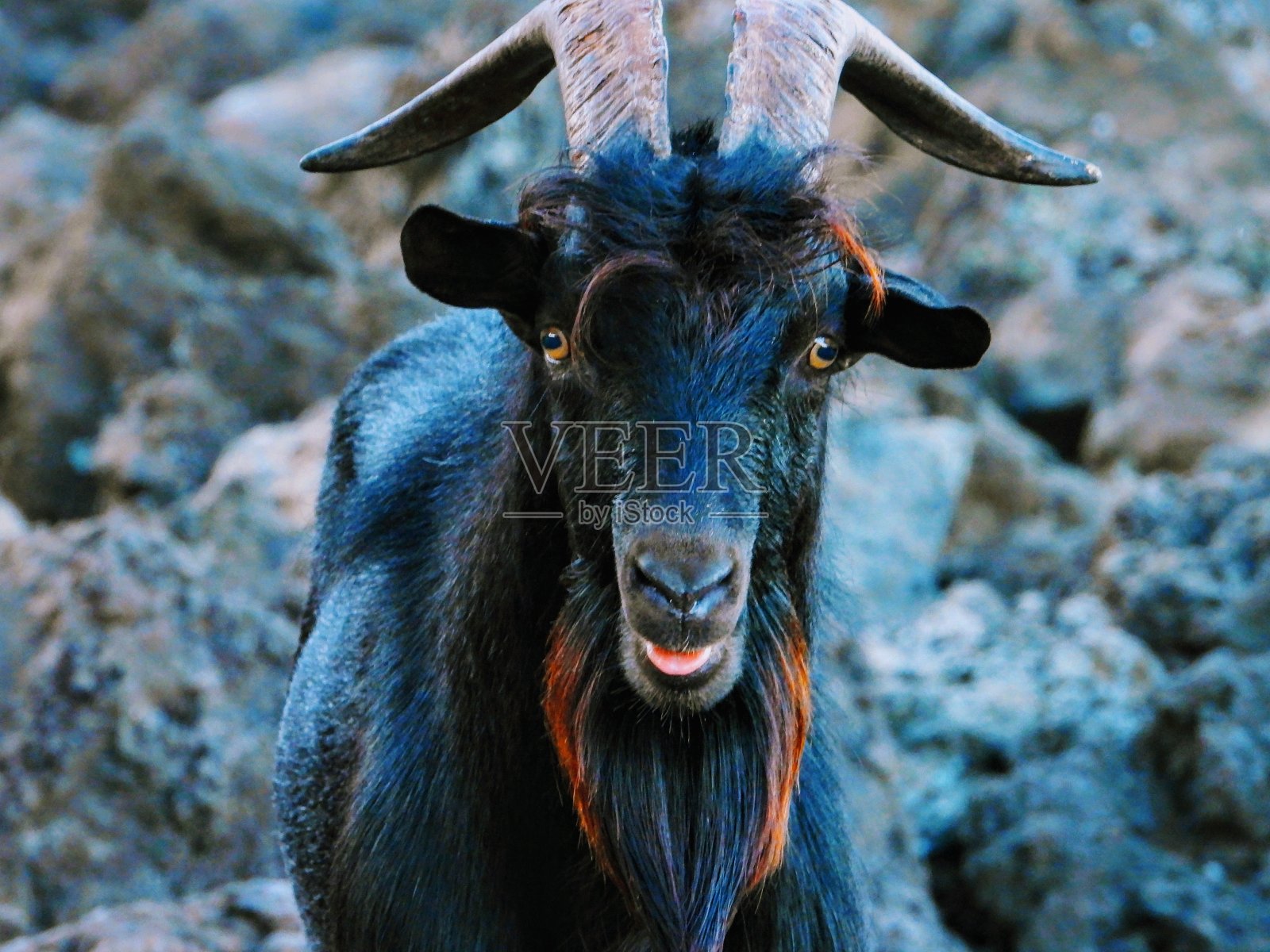 白羊座的山羊。照片摄影图片