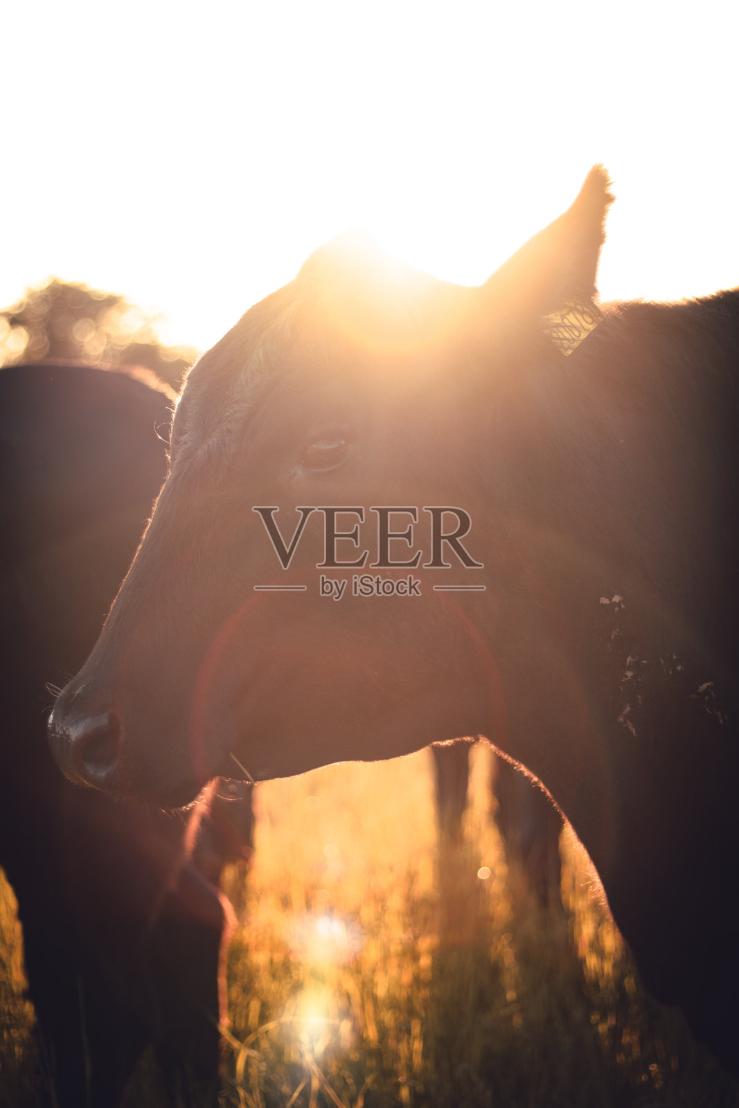 牛在日落时分照片摄影图片