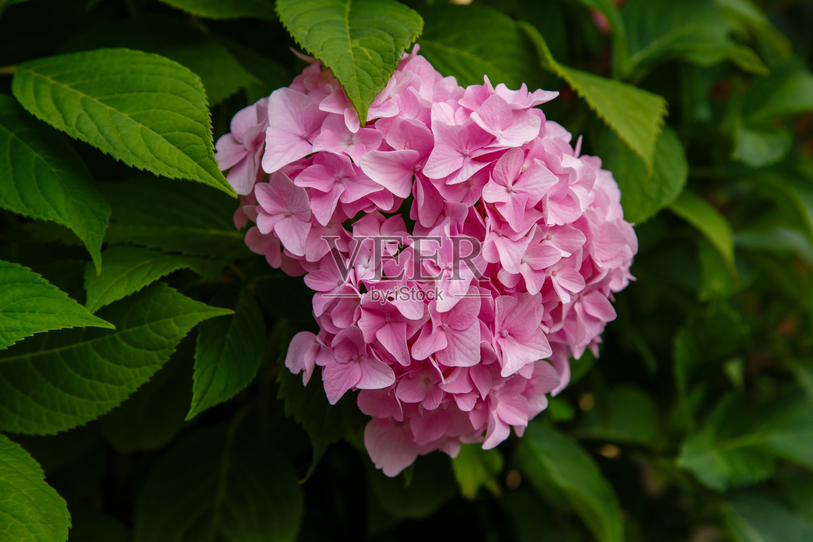 绣球花是一种美丽的园林灌木。照片摄影图片