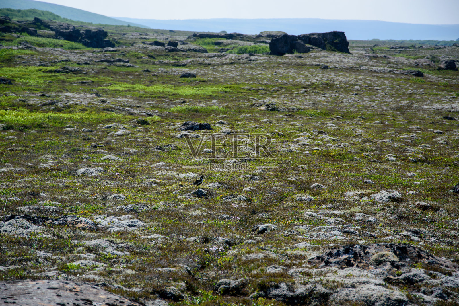 冰岛北部阿斯比基峡谷上方的熔岩地，长满了地衣和苔藓。照片摄影图片