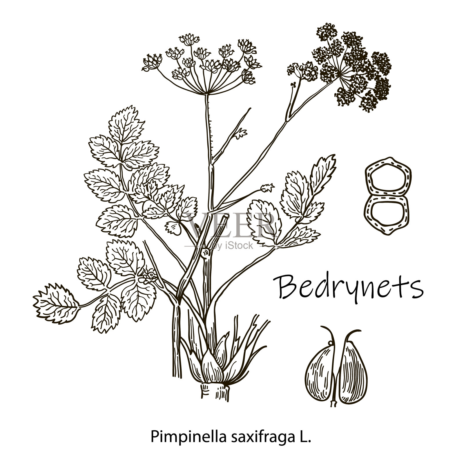 画一个草网的轮廓插画图片素材