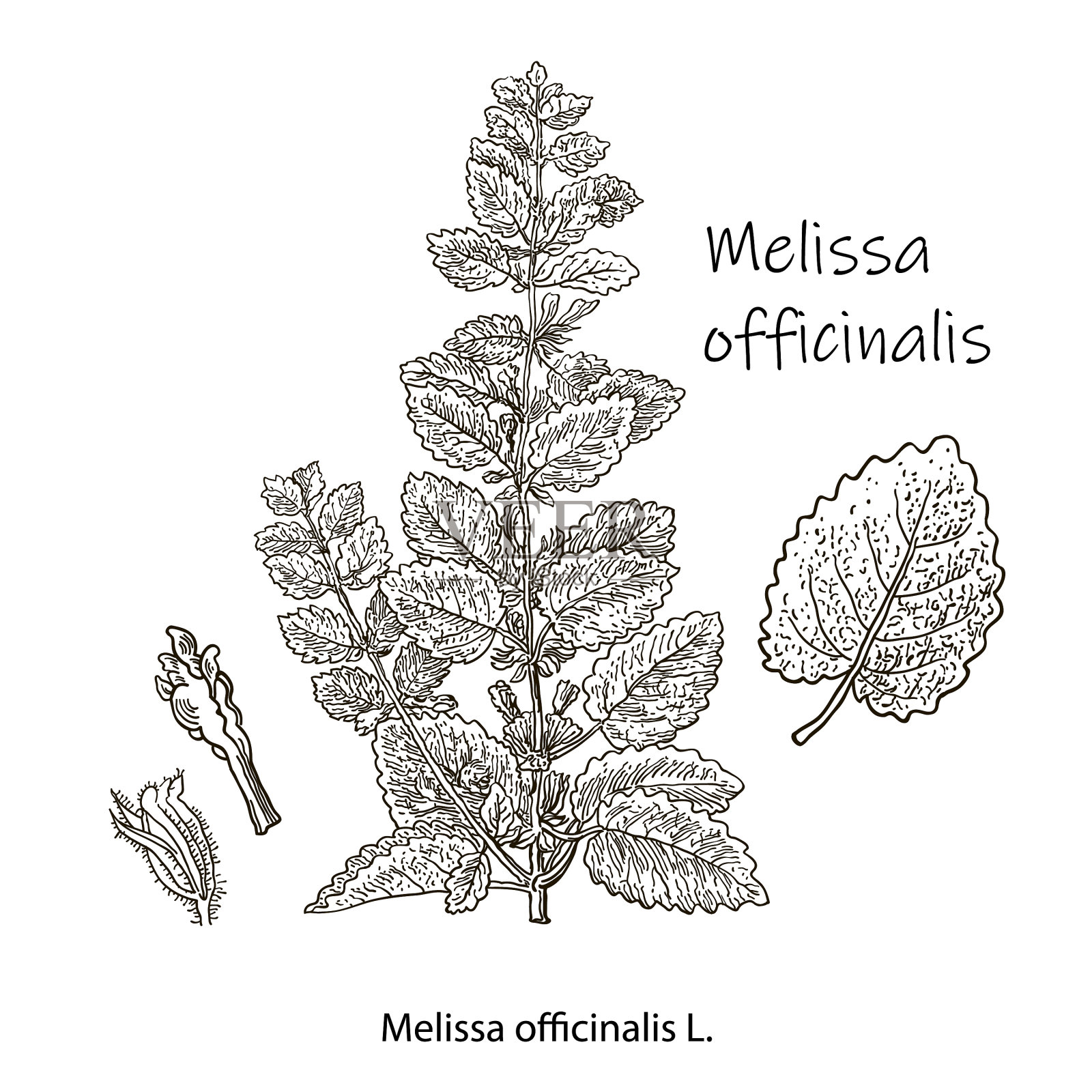 Melissa officinalis分枝带叶和花插画图片素材