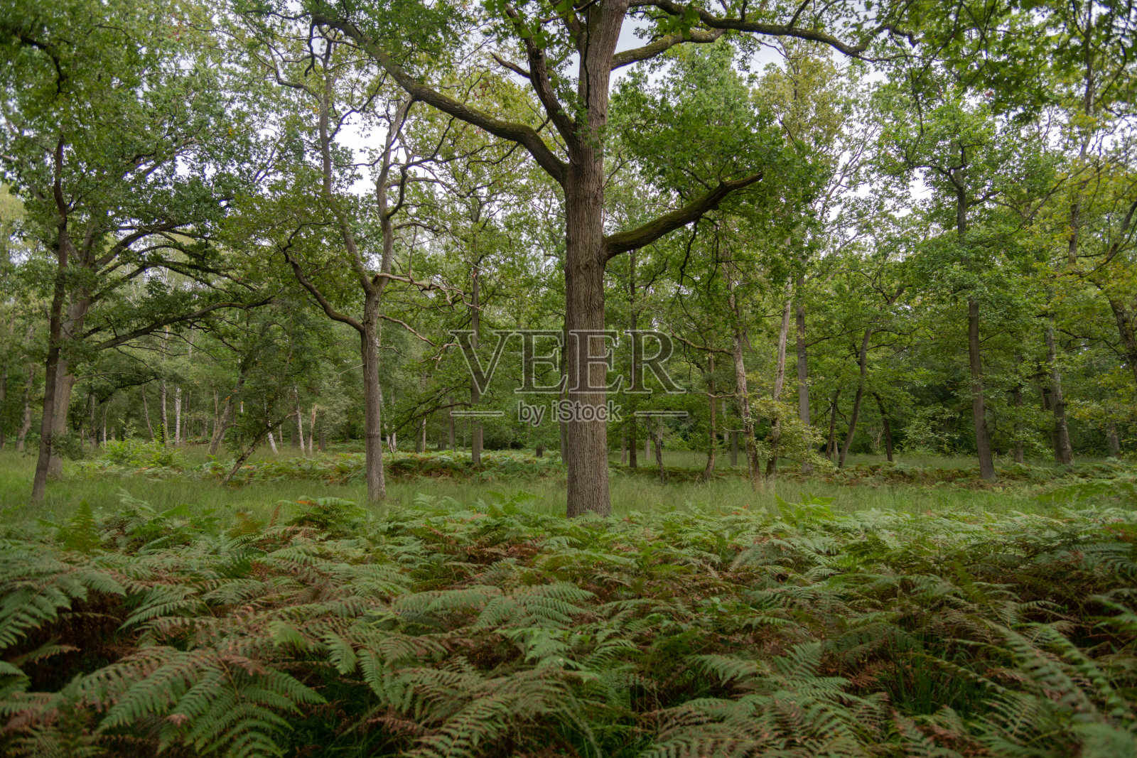 尚蒂利森林照片摄影图片