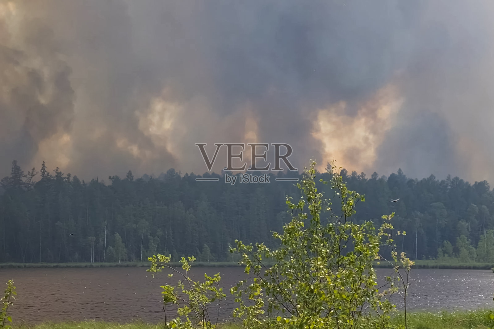 河对岸发生了森林火灾。燃烧的针叶林,烟照片摄影图片