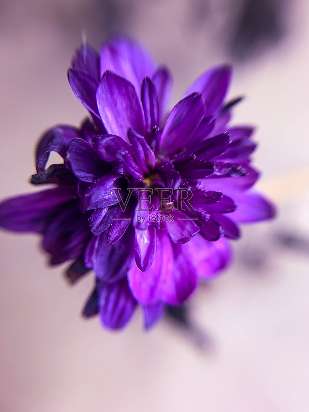 紫色的花照片摄影图片