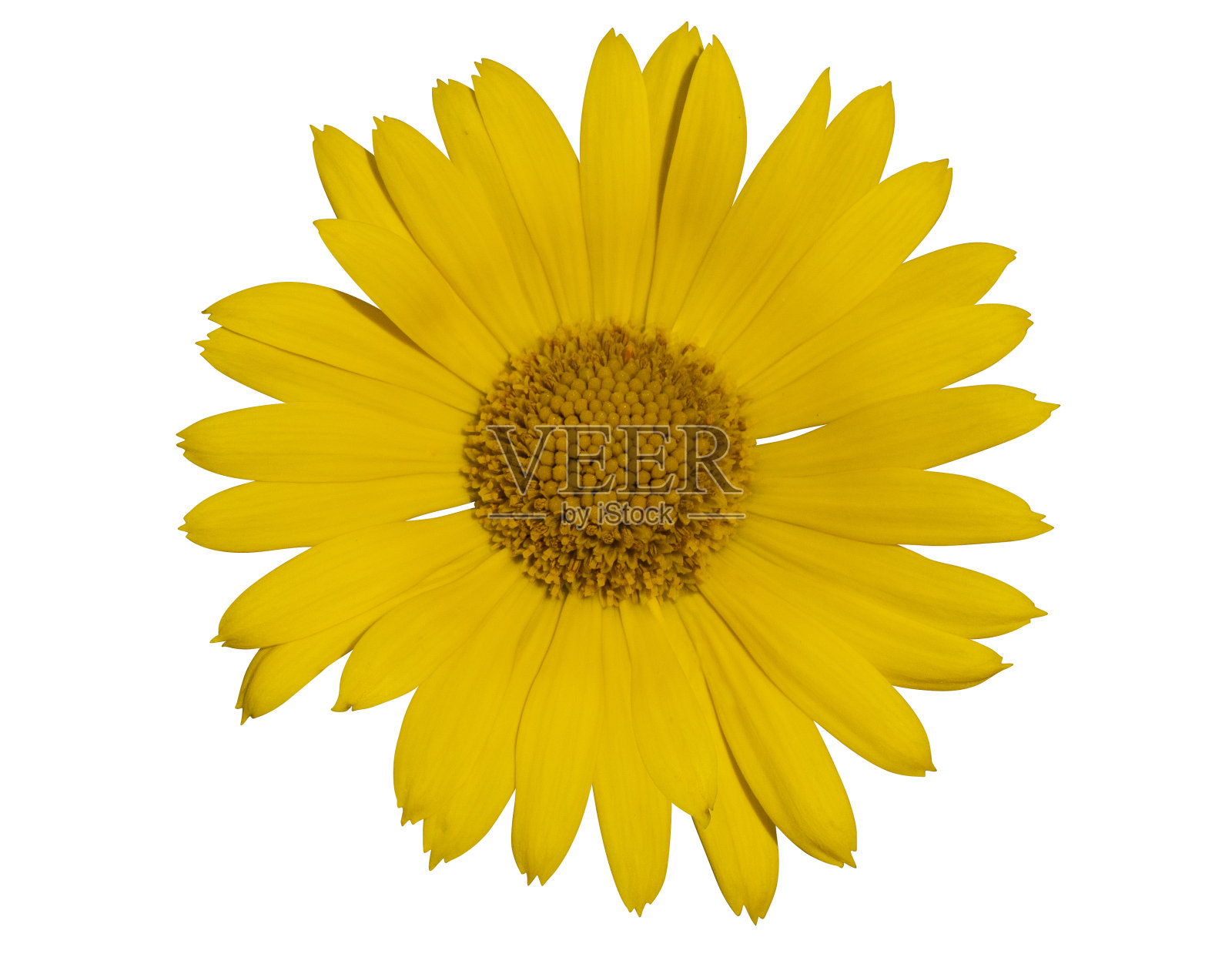 山金车蒙大拿。山金车花分离在白色背景上。野花。草药。照片摄影图片