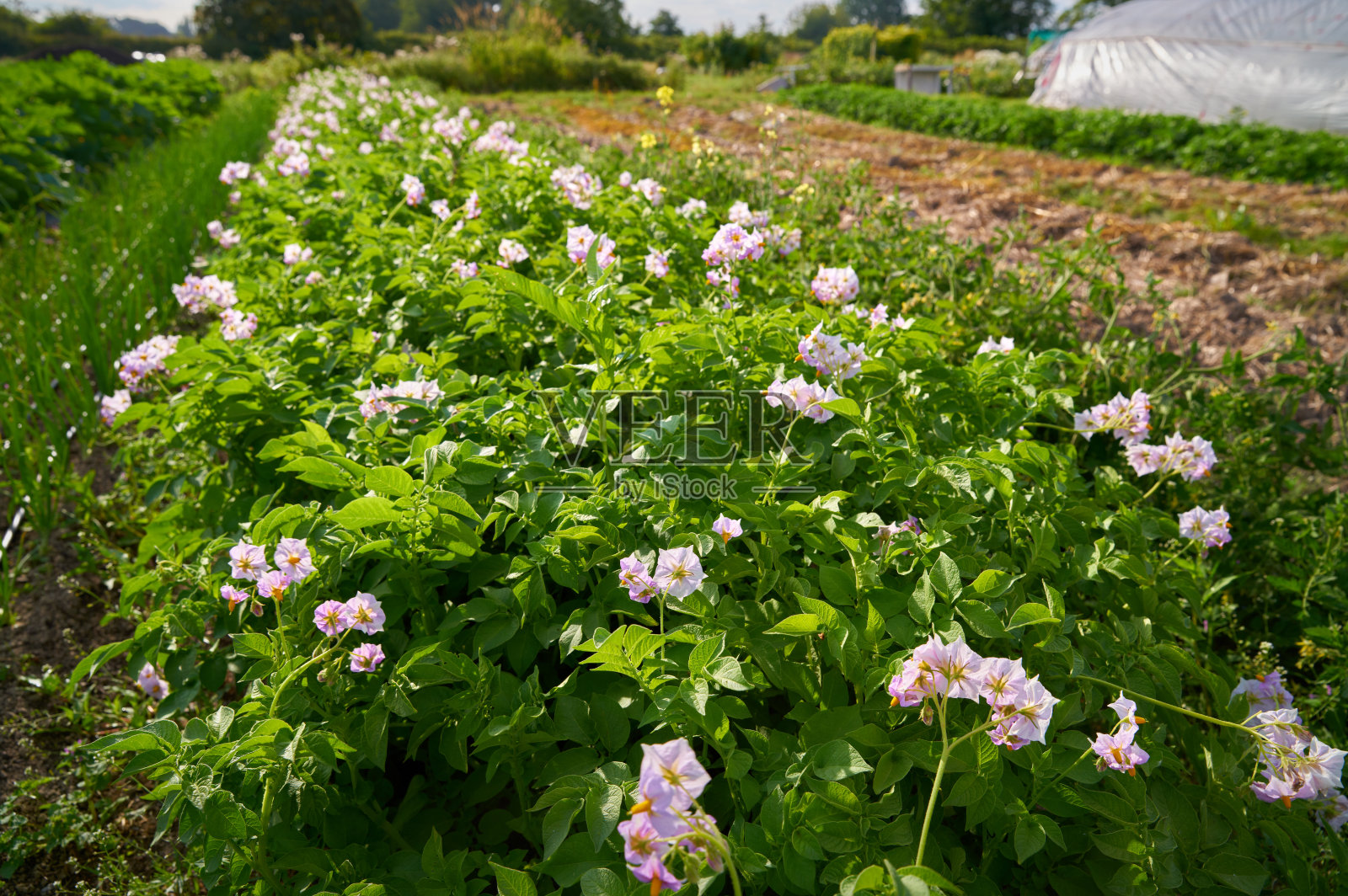 开花马铃薯农业田照片摄影图片
