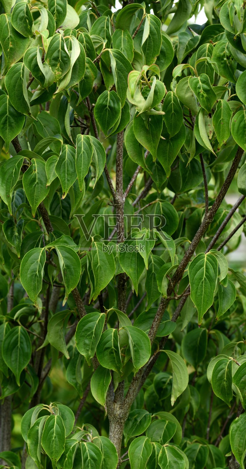 科努斯·库萨·奇嫩西斯照片摄影图片