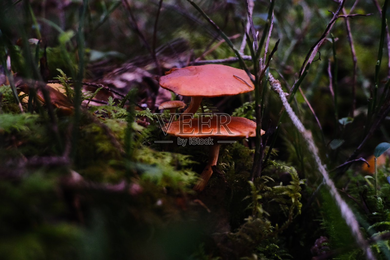森林野蘑菇照片摄影图片