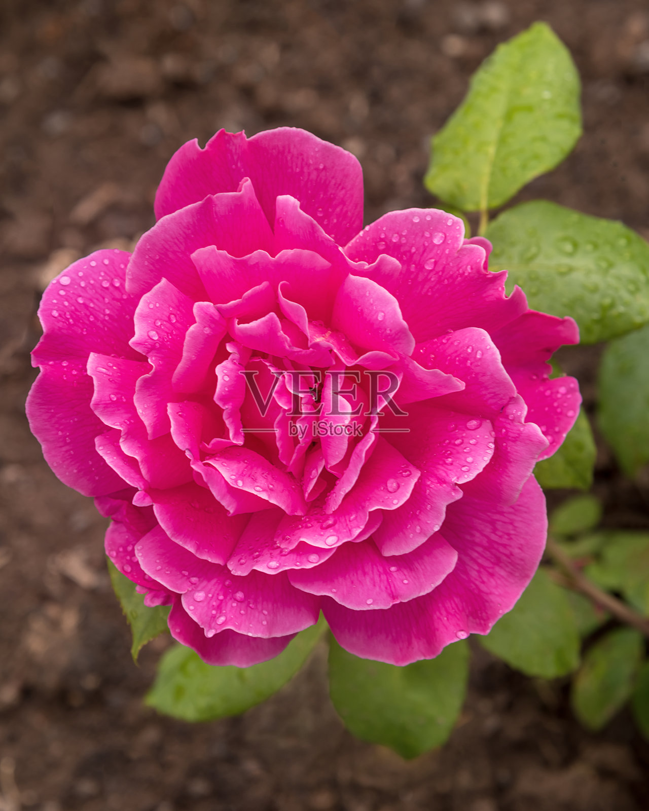 杂交茶蔷薇，花大，茎长，深绿色，叶半光泽照片摄影图片