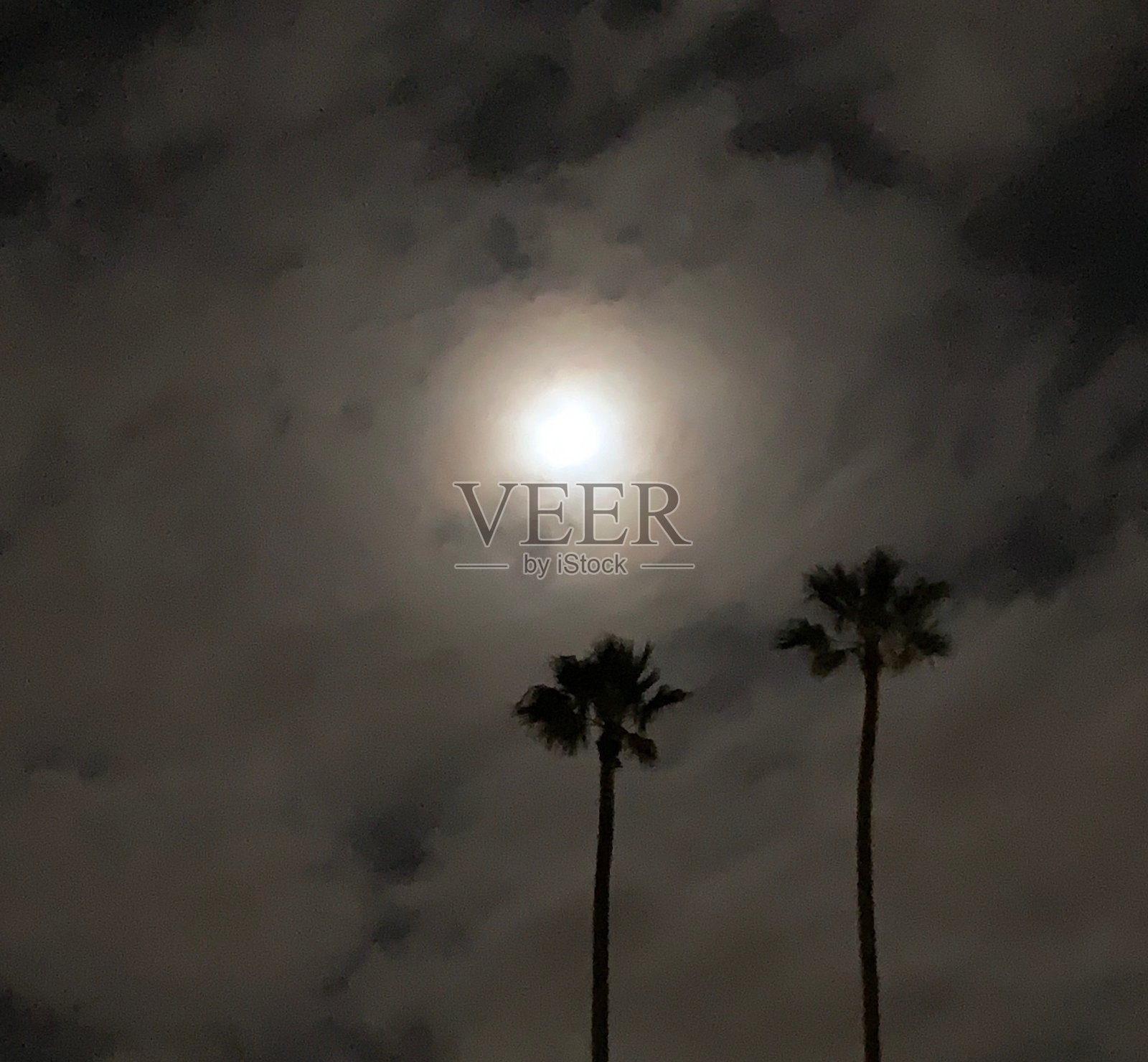 棕榈树上的满月照片摄影图片