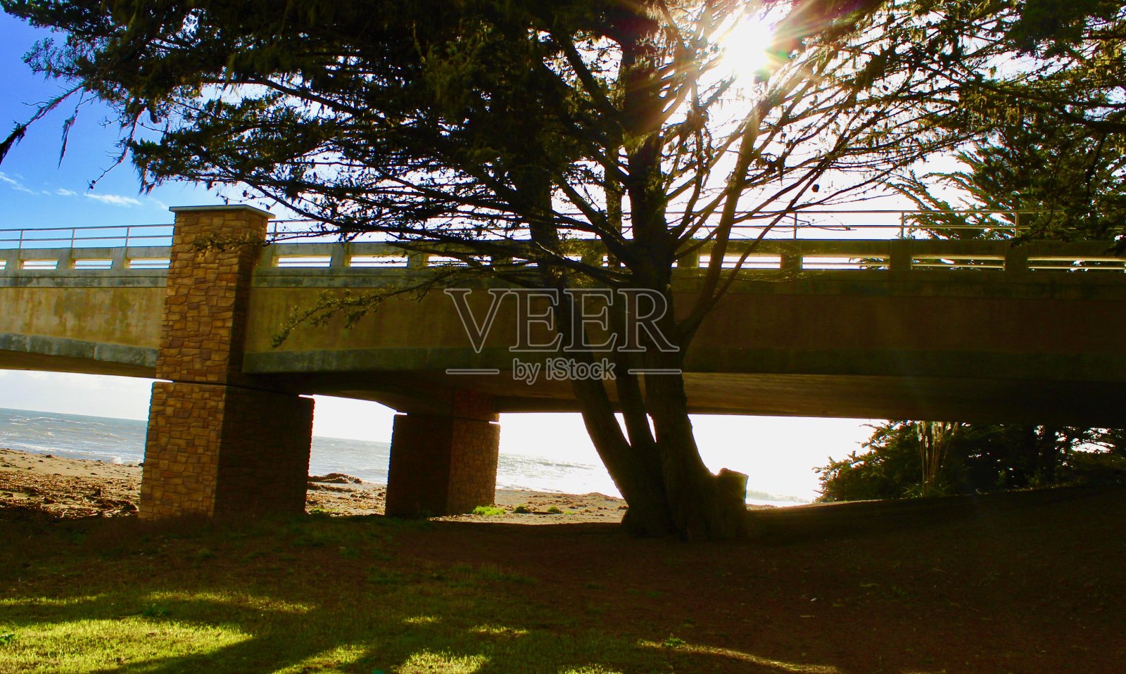 阳光穿过树枝照片摄影图片