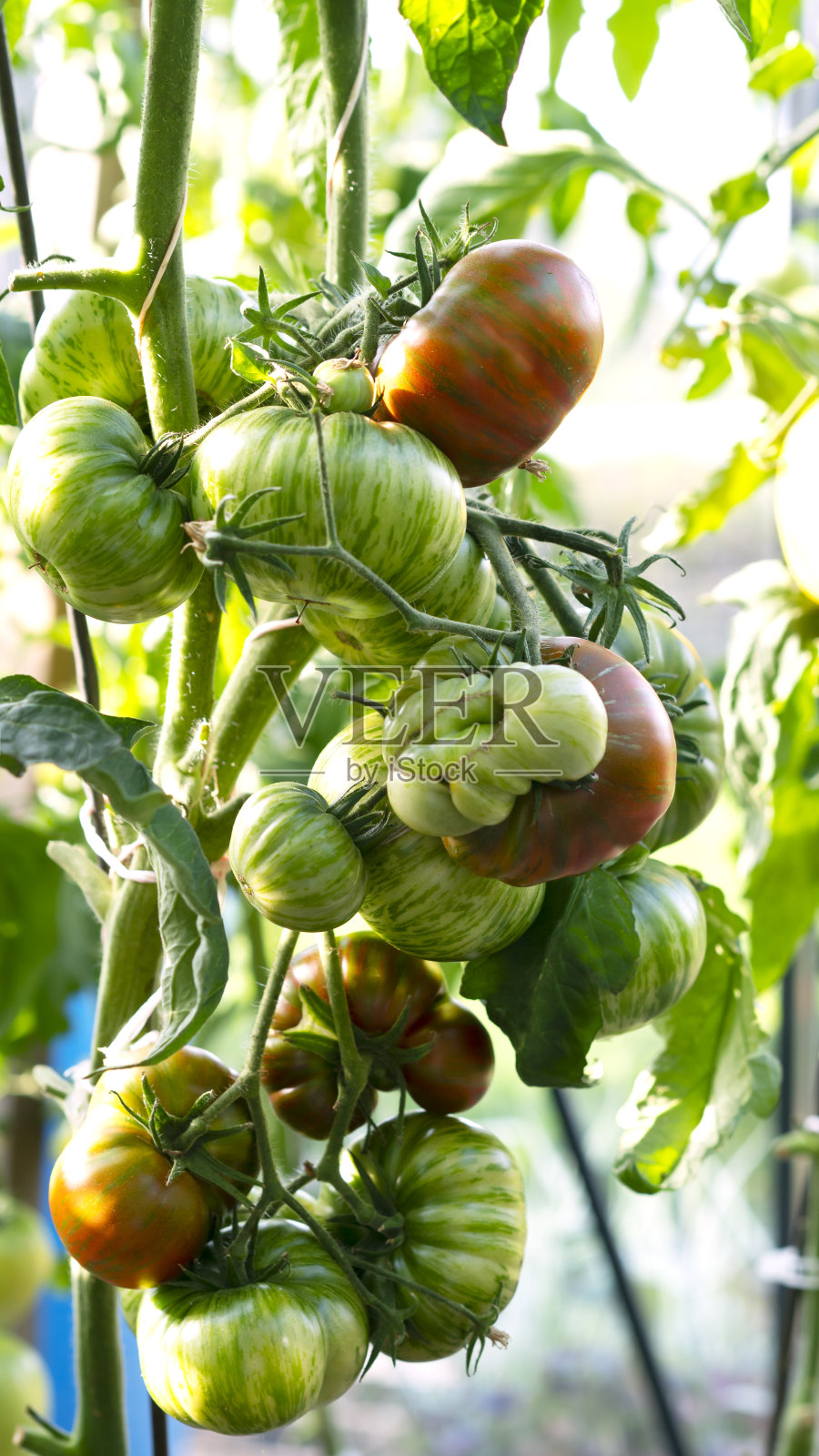 生长条纹番茄品种，成熟的番茄。农业的概念。有选择性的重点。照片摄影图片
