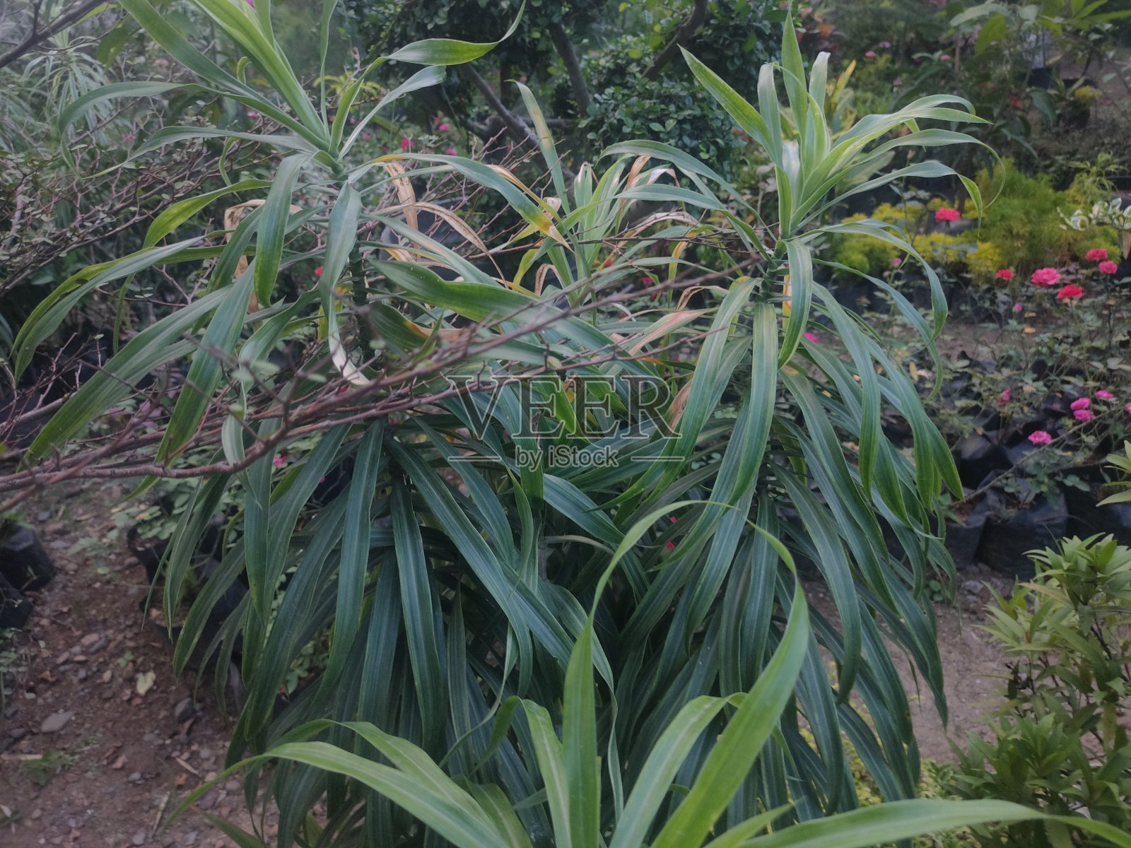 花园里的美丽花朵照片摄影图片