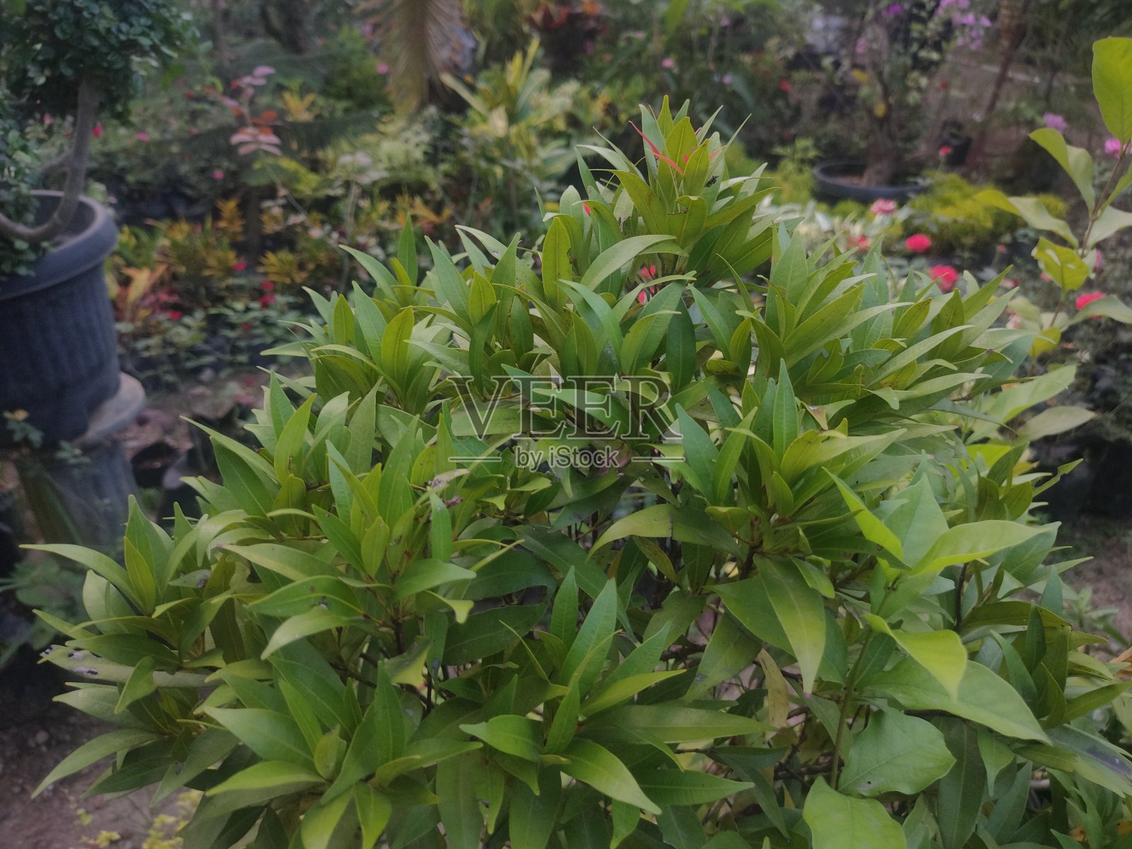 花园里的美丽花朵照片摄影图片