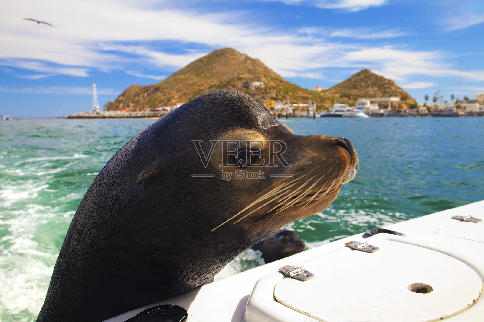 墨西哥卡波圣卢卡斯，一只海狮在一艘船上等待施舍照片摄影图片