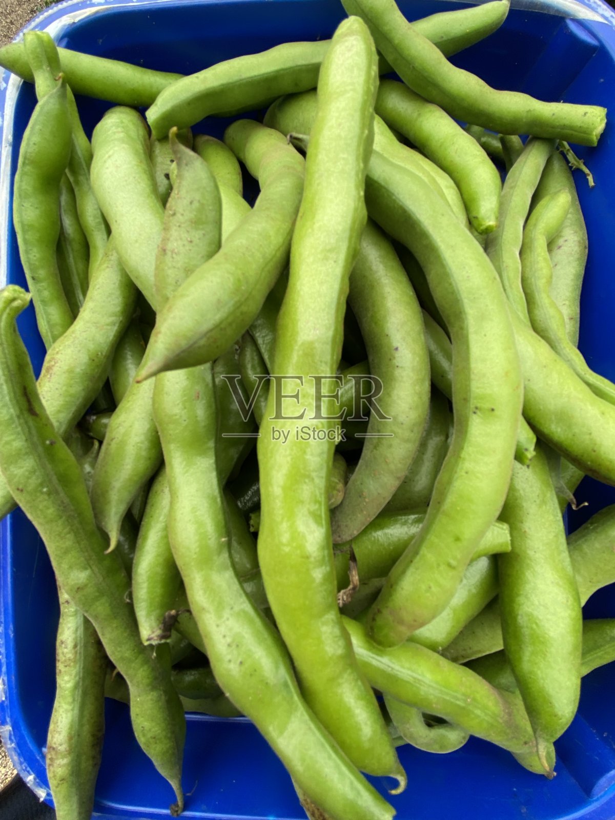 一箱英国种植的蚕豆照片摄影图片