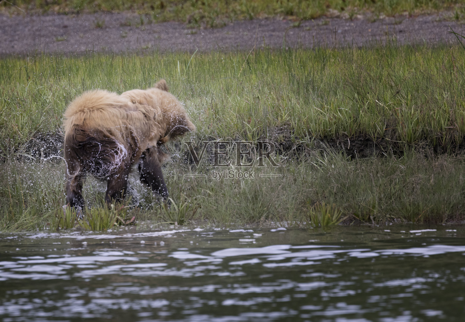 海岸棕熊湖克拉克，阿拉斯加，美国照片摄影图片