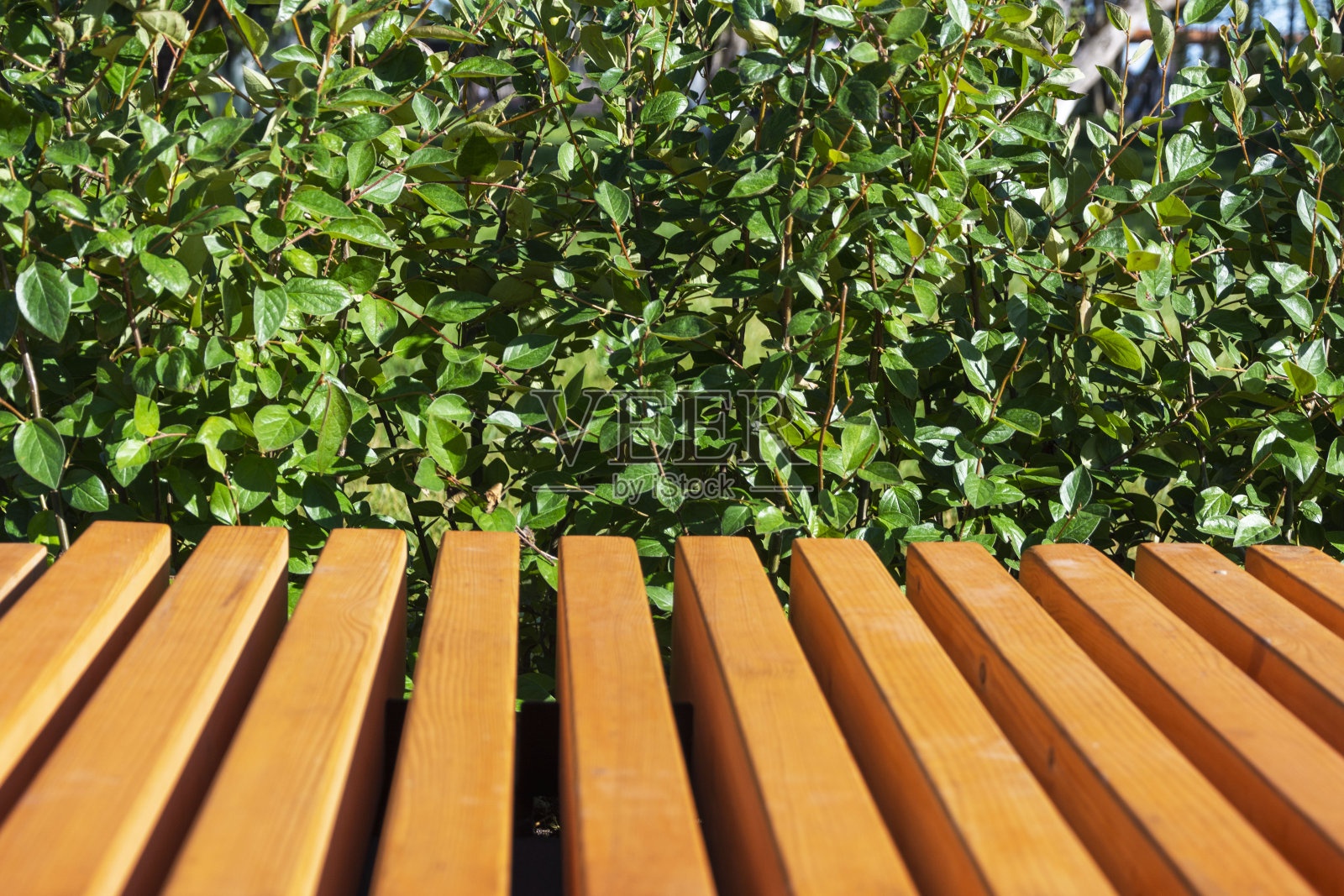 公园里的木凳和灌木丛的绿叶的背景和纹理照片摄影图片