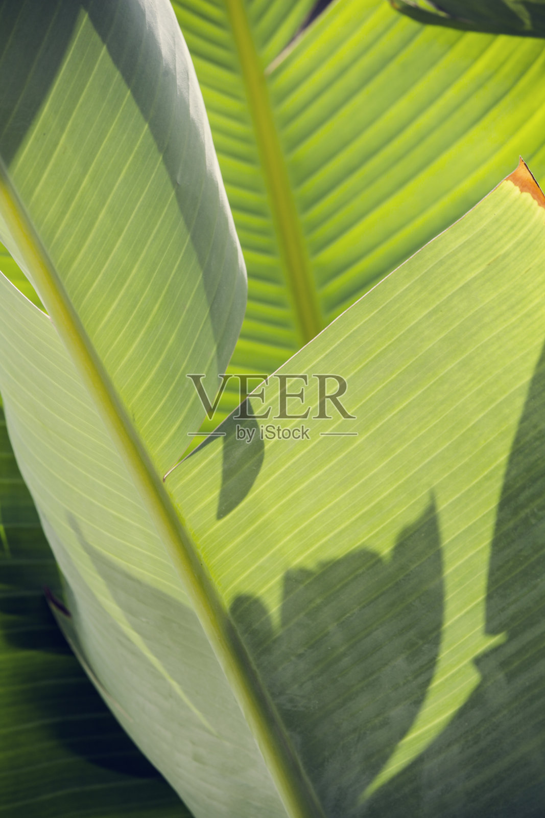 热带棕榈叶。大棕榈叶自然绿色背景。最小的自然概念照片摄影图片