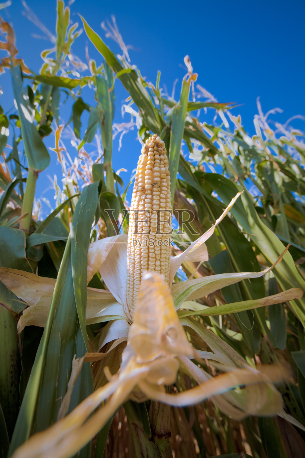 玉米照片摄影图片