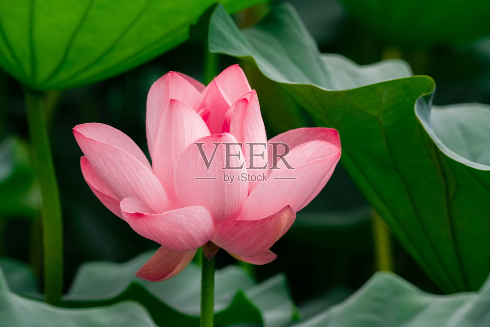 粉红色的荷花和荷叶照片摄影图片