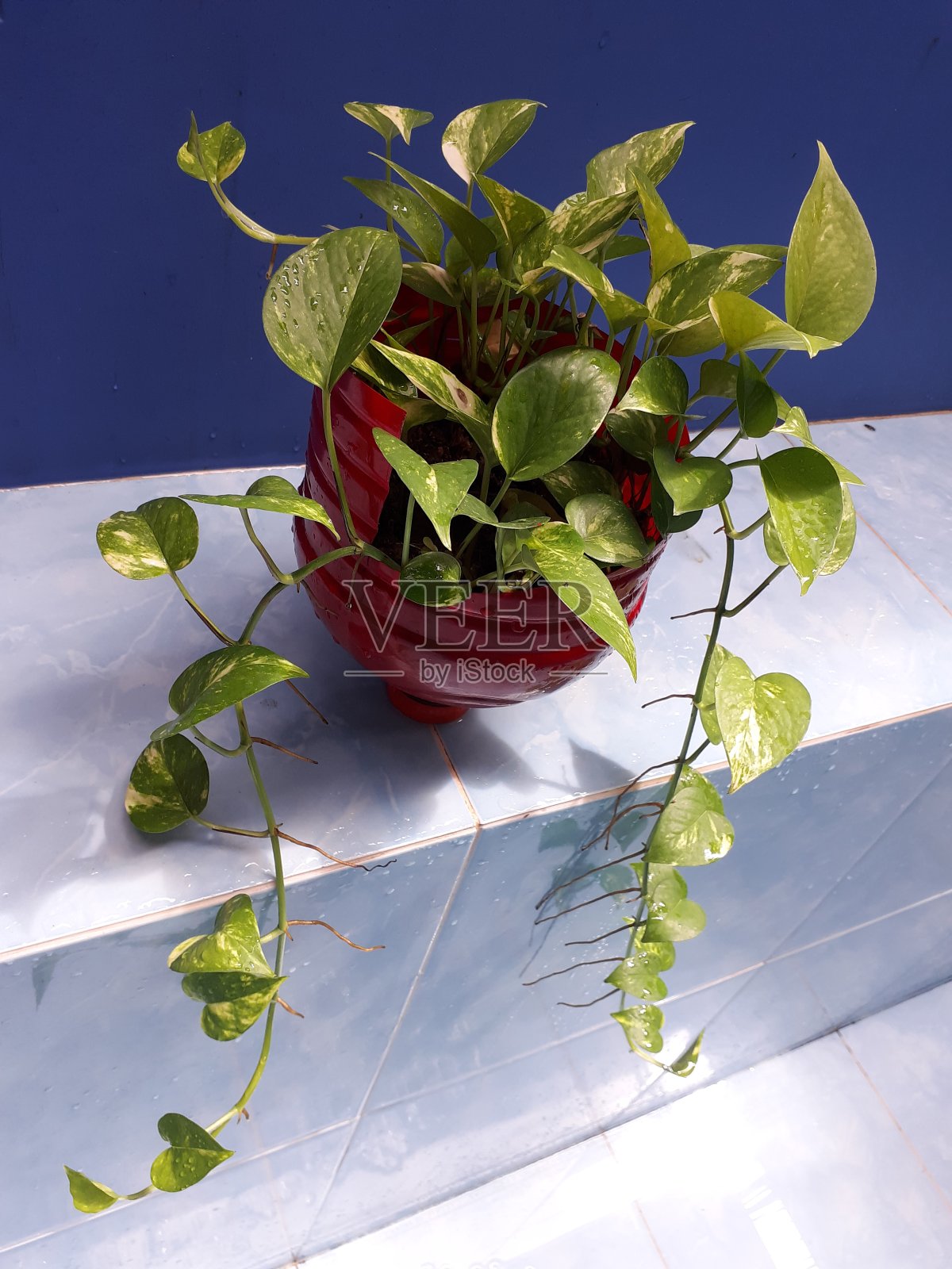 植物雨后在红加仑回收。金箔在蓝色背景上。照片摄影图片