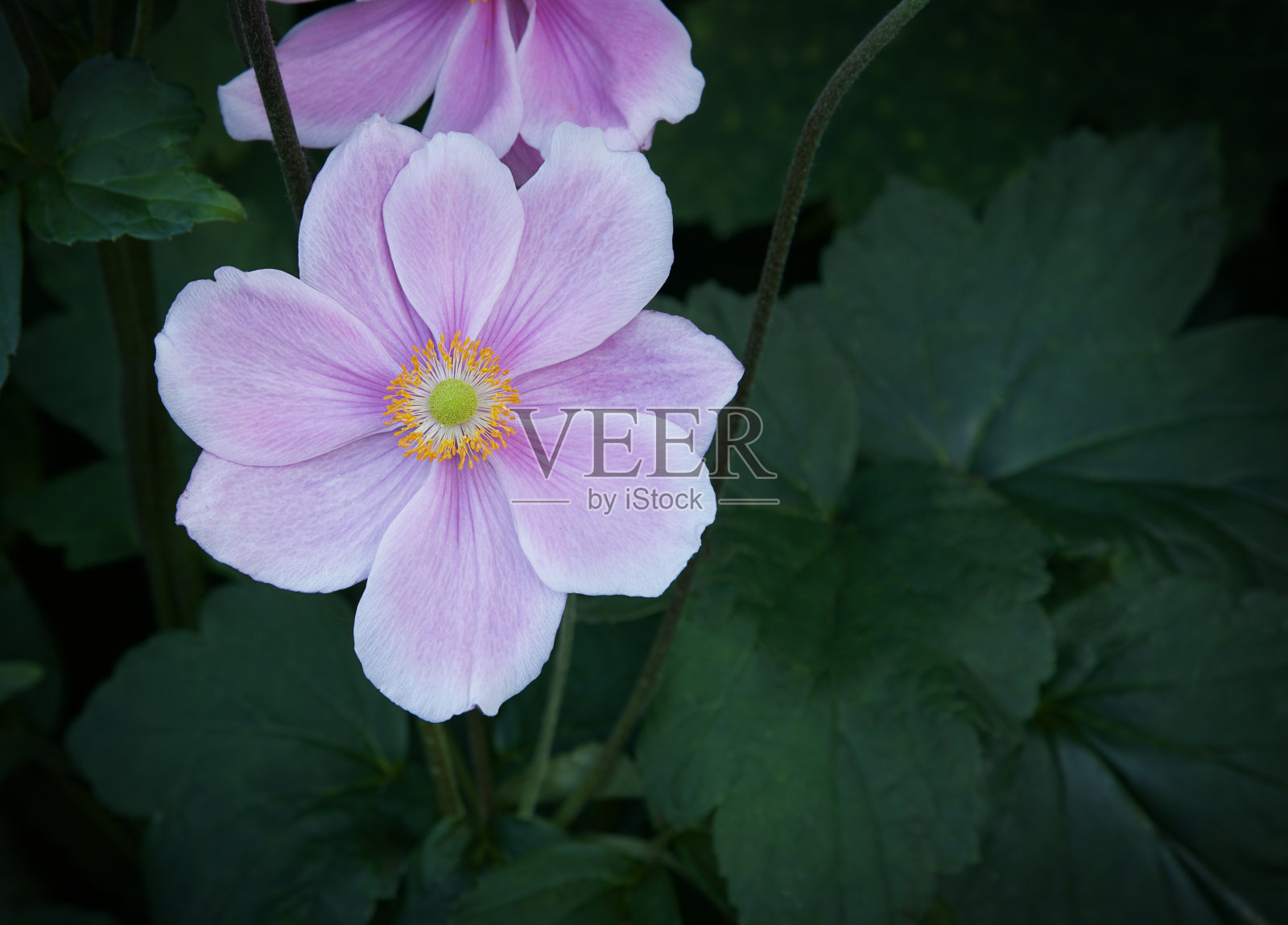 日本粉红色盛开的银莲花。照片摄影图片