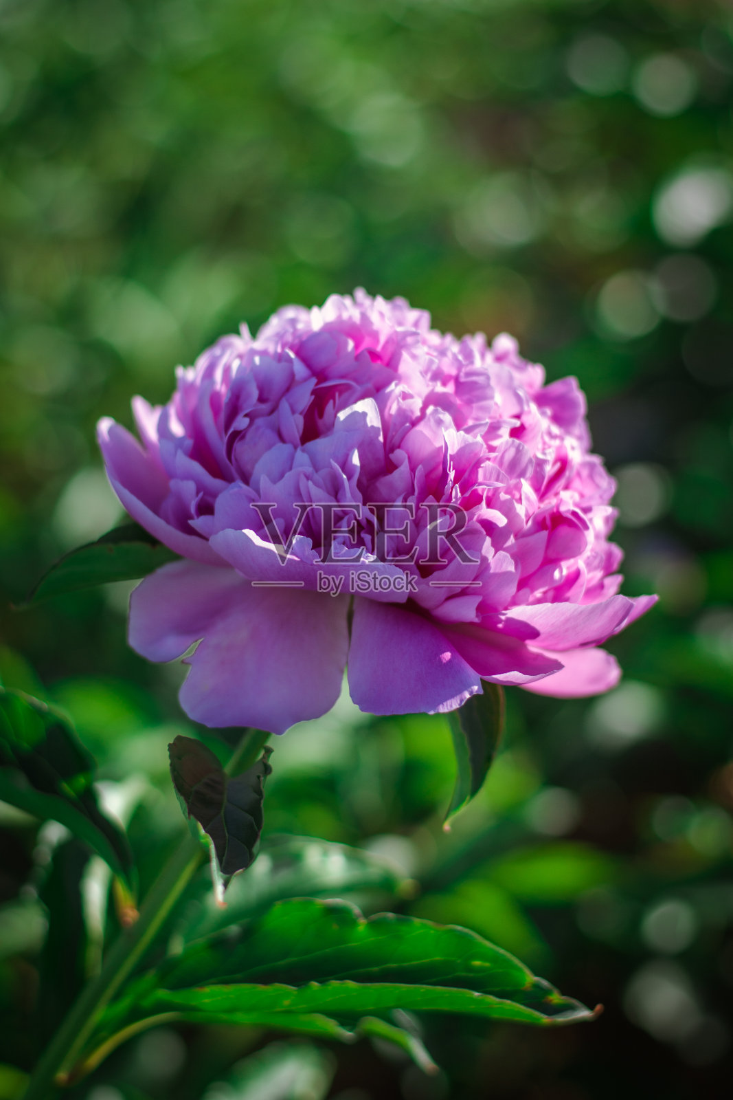 紫色牡丹照片摄影图片