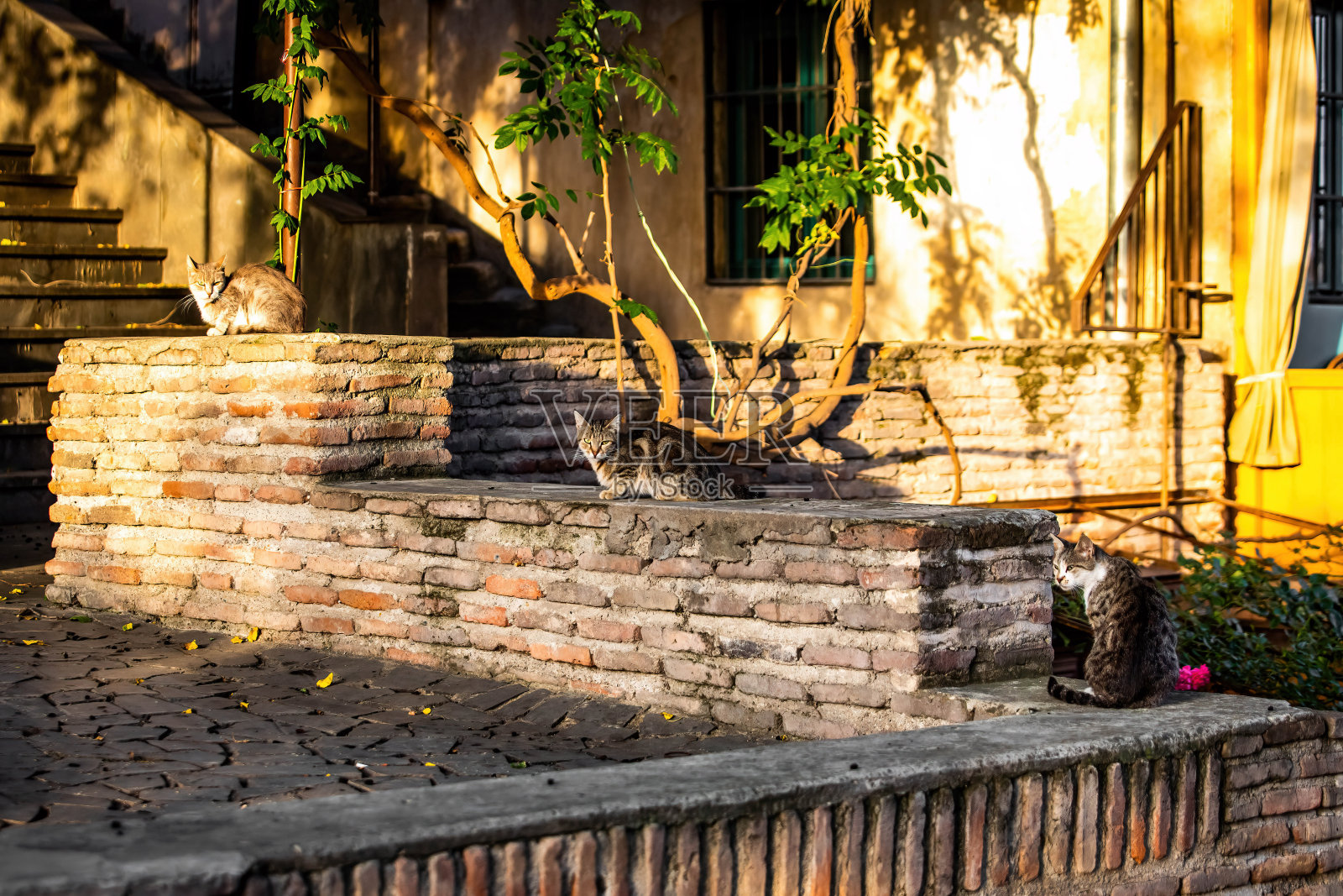 格鲁吉亚第比利斯修道院的三只可爱的流浪猫照片摄影图片