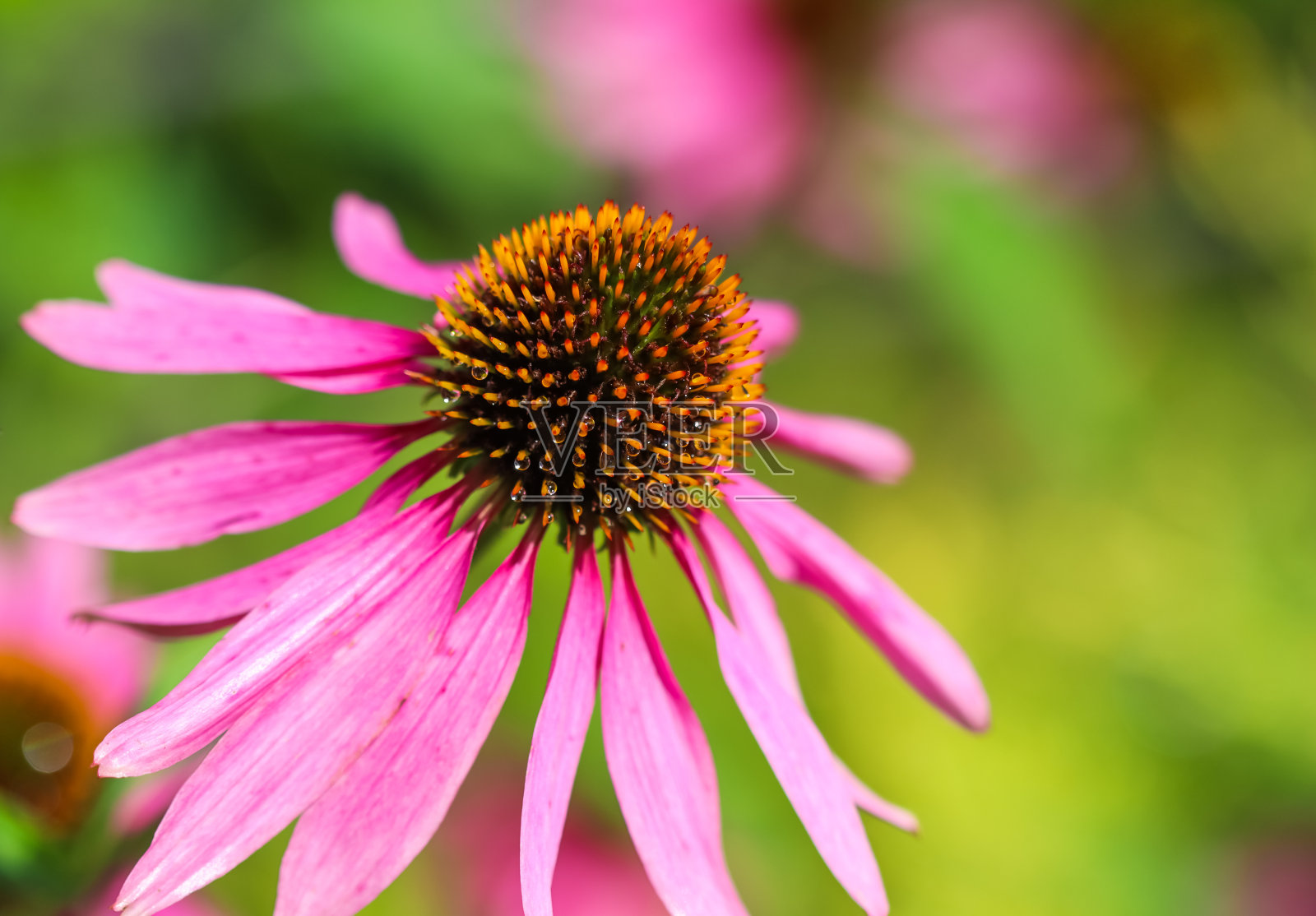 紫锥菊(松果花)。美丽的紫色花朵上挂着露珠照片摄影图片