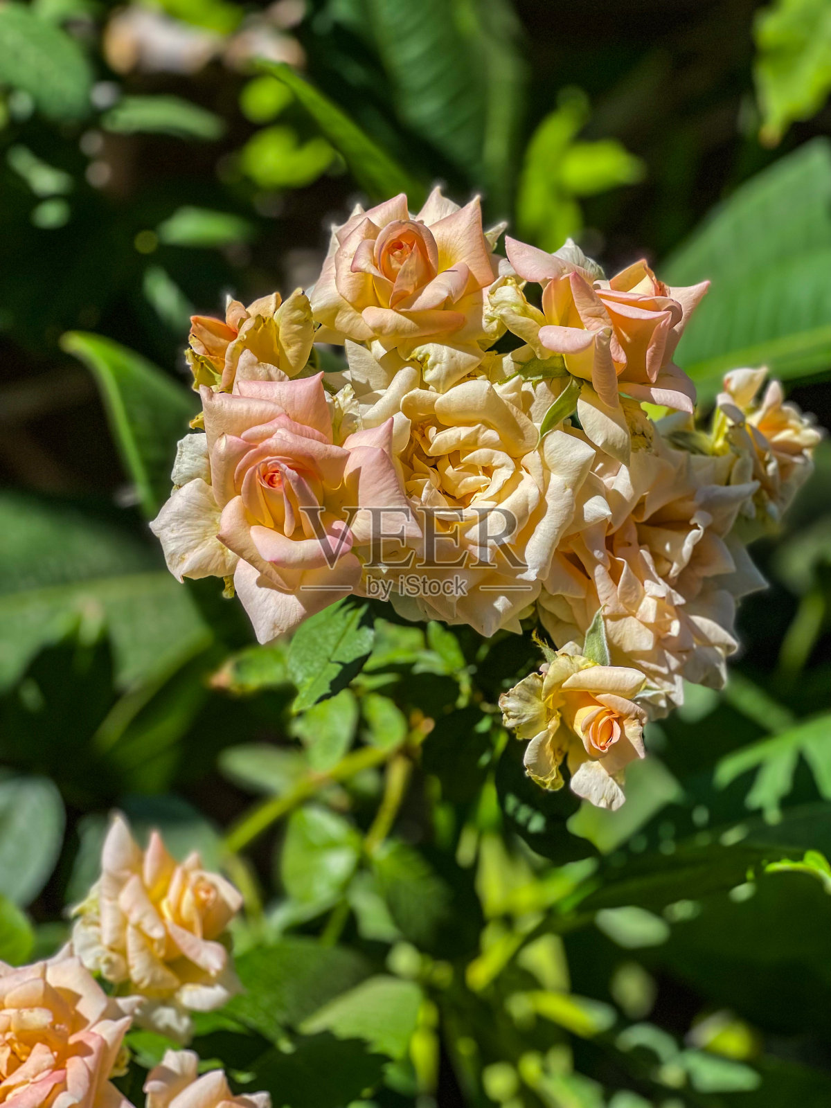 桃树上盛开着玫瑰照片摄影图片