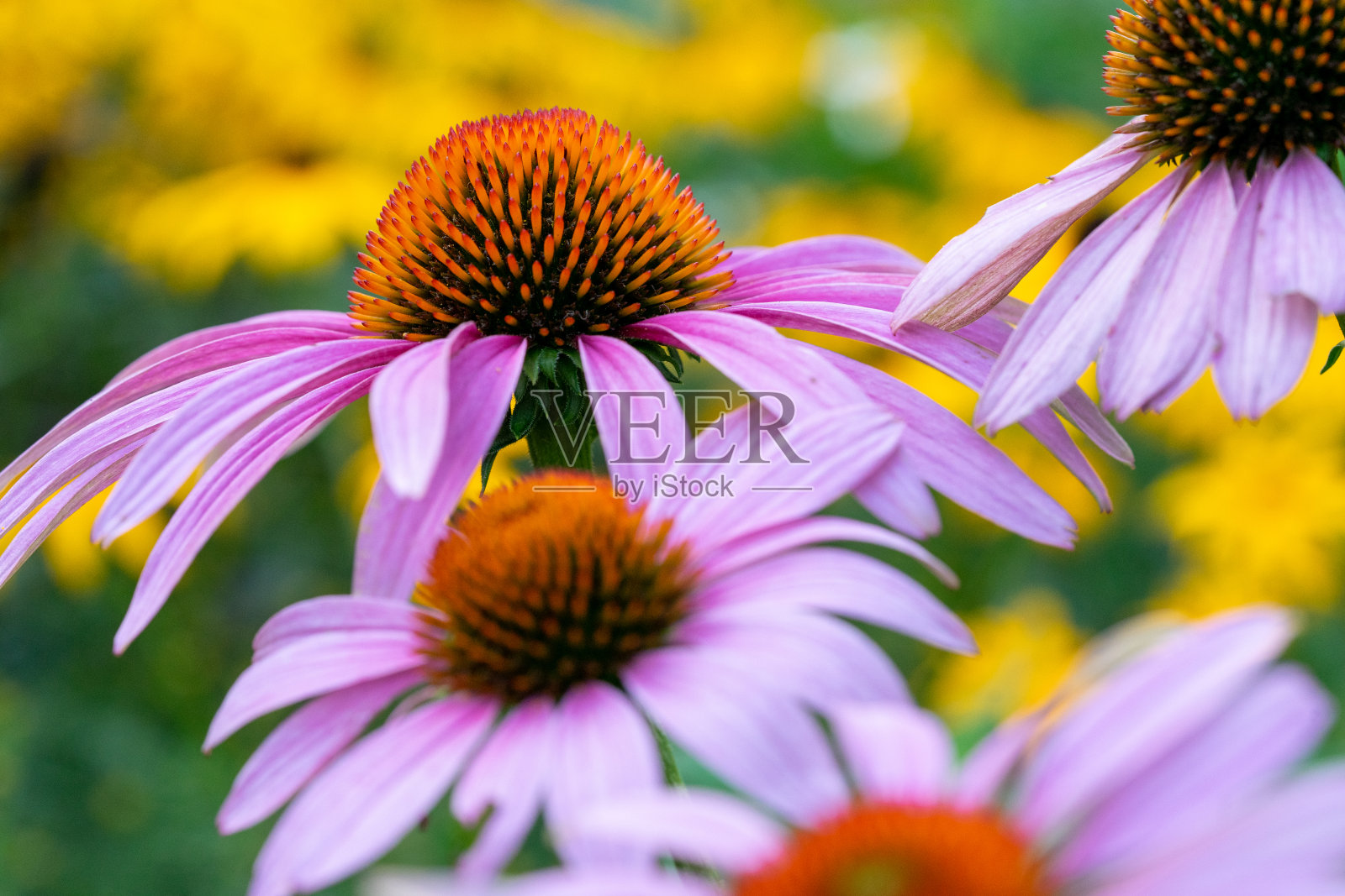 紫色圆锥花与蜜蜂。背景模糊，散景复制空间照片摄影图片