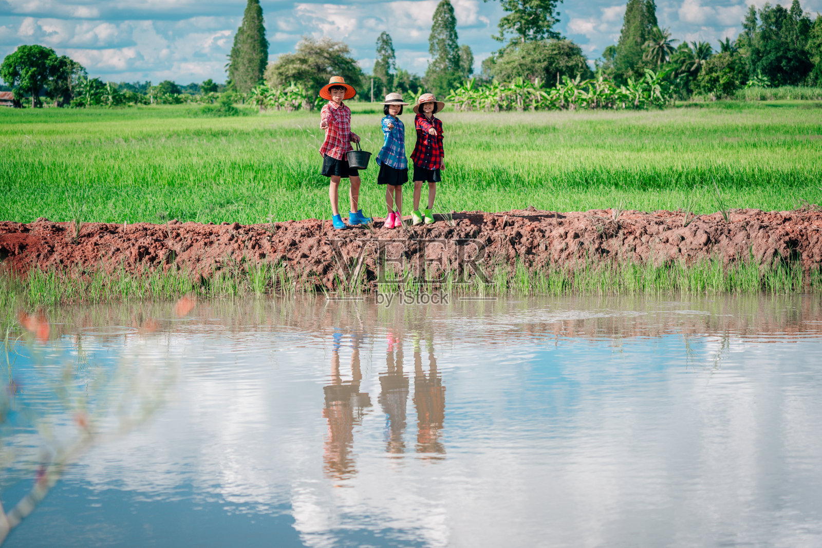 孩子们在绿色稻田背景的自然池塘里喂鱼照片摄影图片