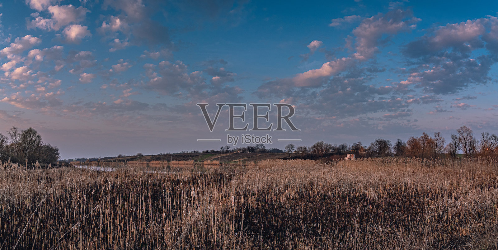 夏日清晨，田野间照片摄影图片