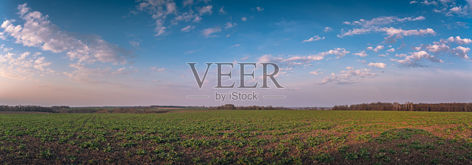 夏日清晨，田野间照片摄影图片