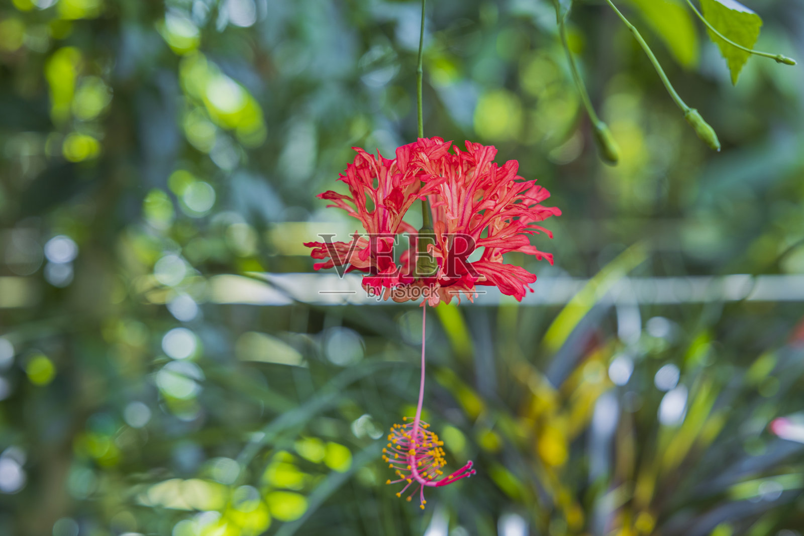 狭叶狭叶热带花的近景。瑞典。照片摄影图片