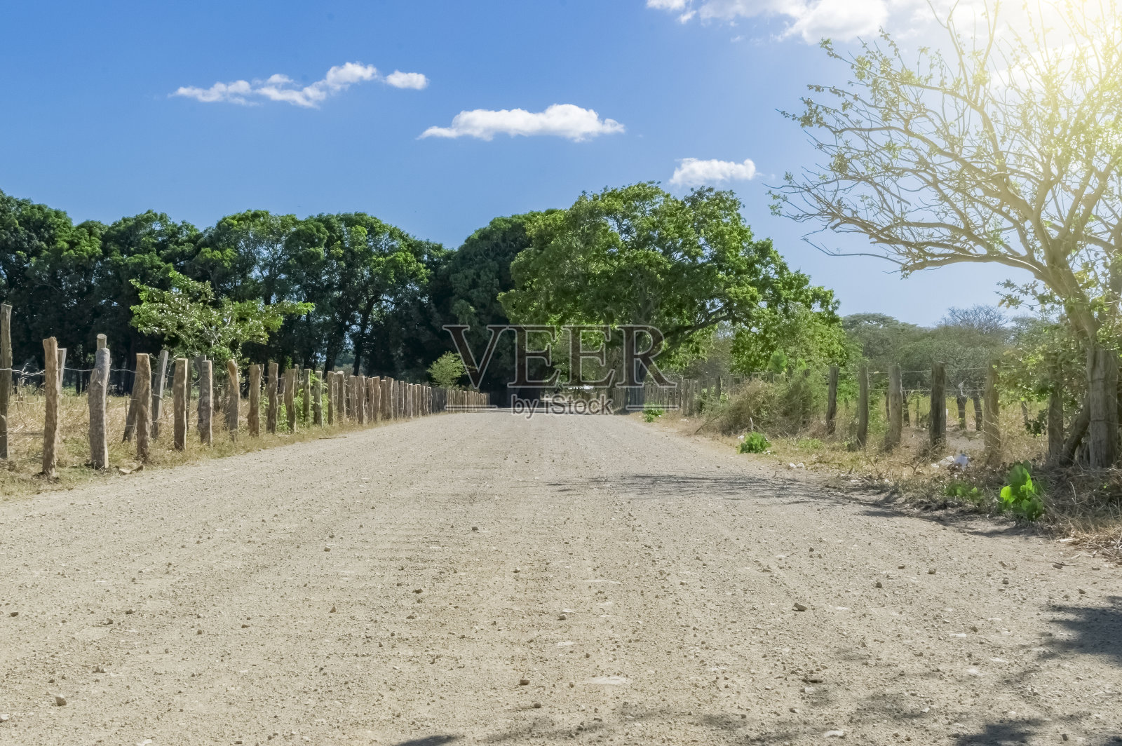 有云有蓝有树的路，有阳光的日子有树的路照片摄影图片