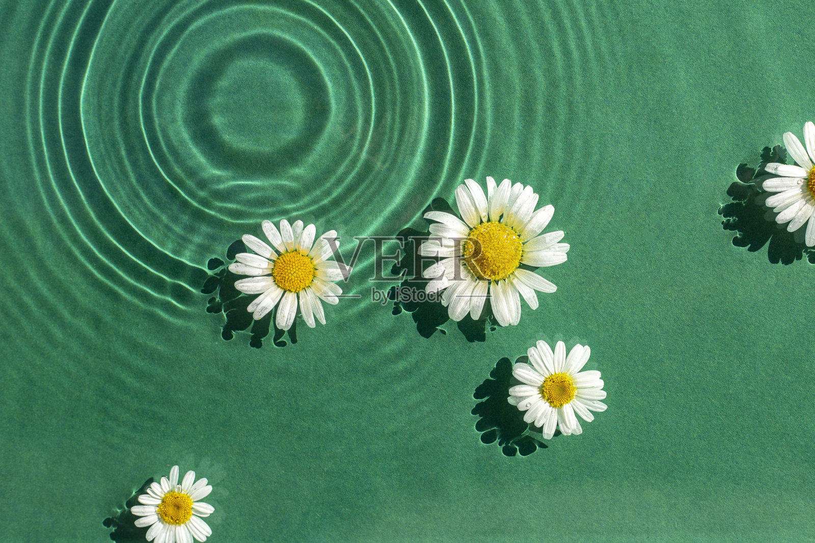 阳光下，洋甘菊花在水生绿色背景上。俯视图，平躺照片摄影图片