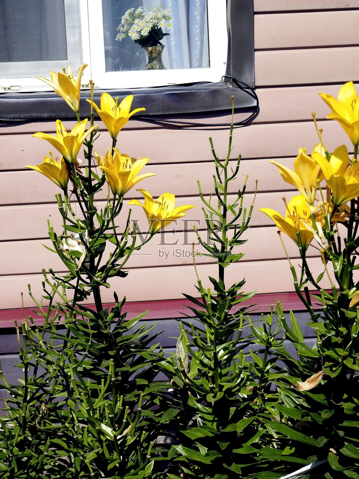 花园里有亮黄色的虎百合照片摄影图片