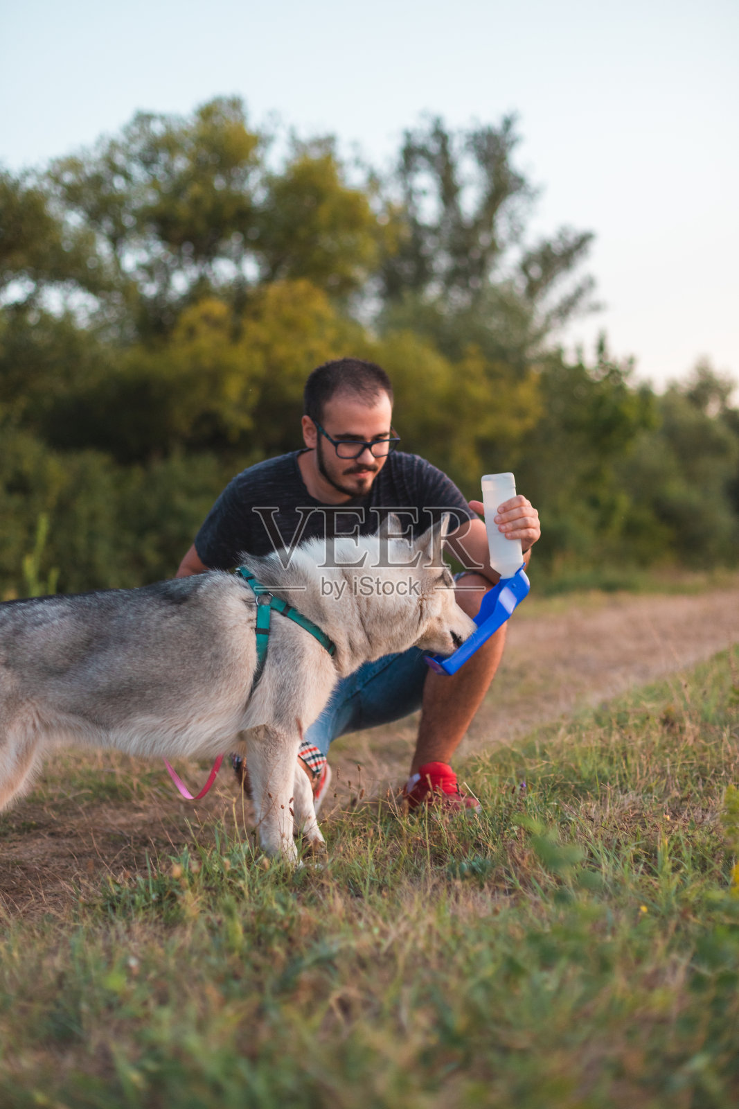 西伯利亚哈士奇饮水照片摄影图片