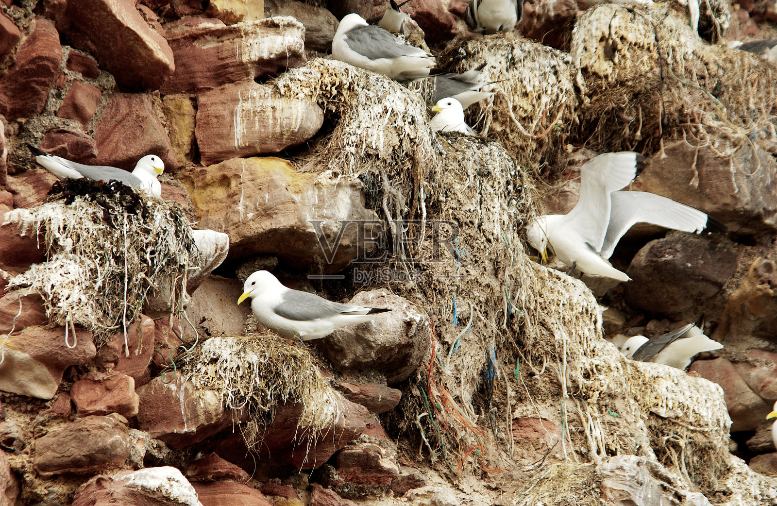 海鸥在海港附近的邓巴岩石筑巢照片摄影图片