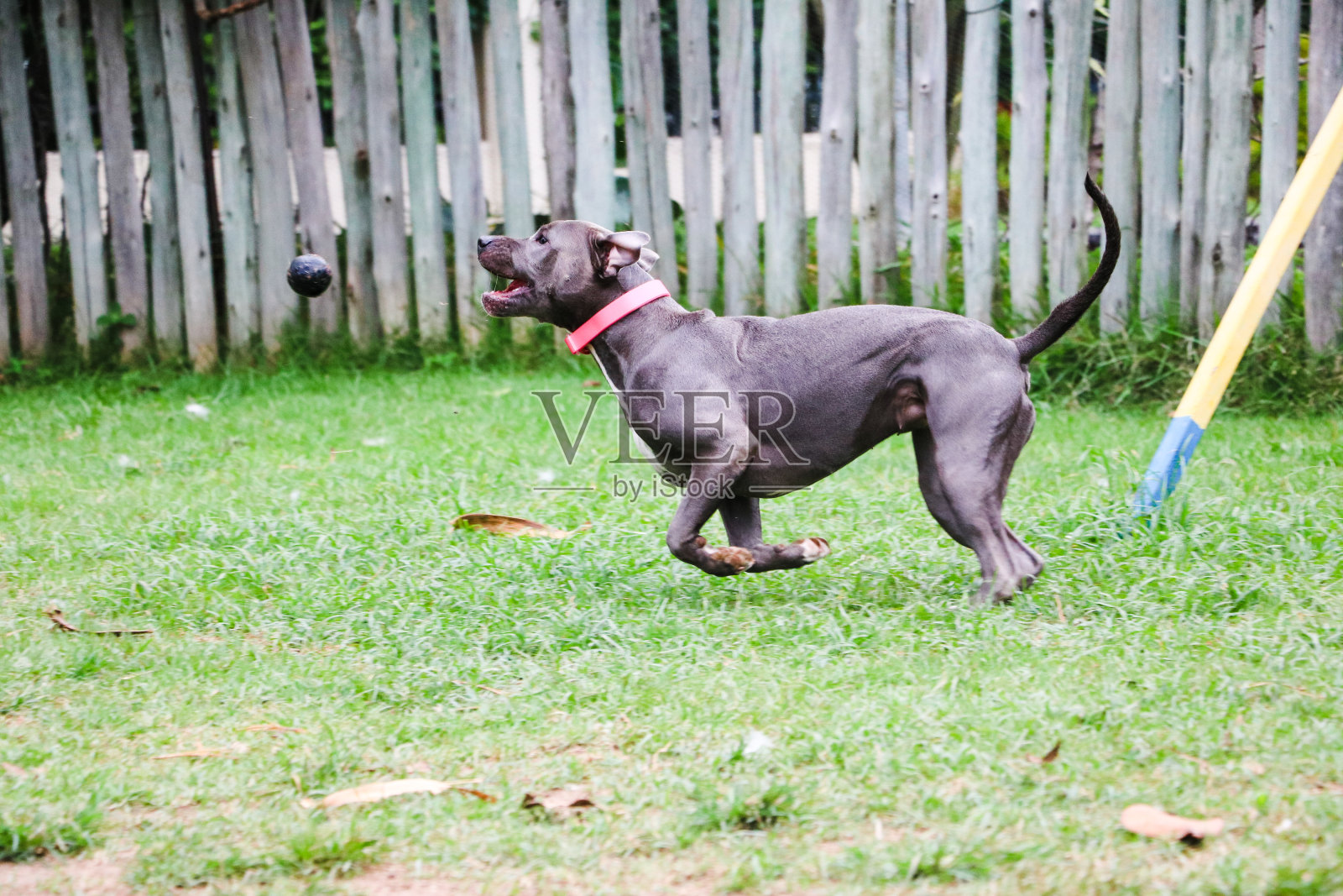 比特犬在公园里玩耍。绿色的草地，肮脏的地板和木桩。有选择性的重点照片摄影图片