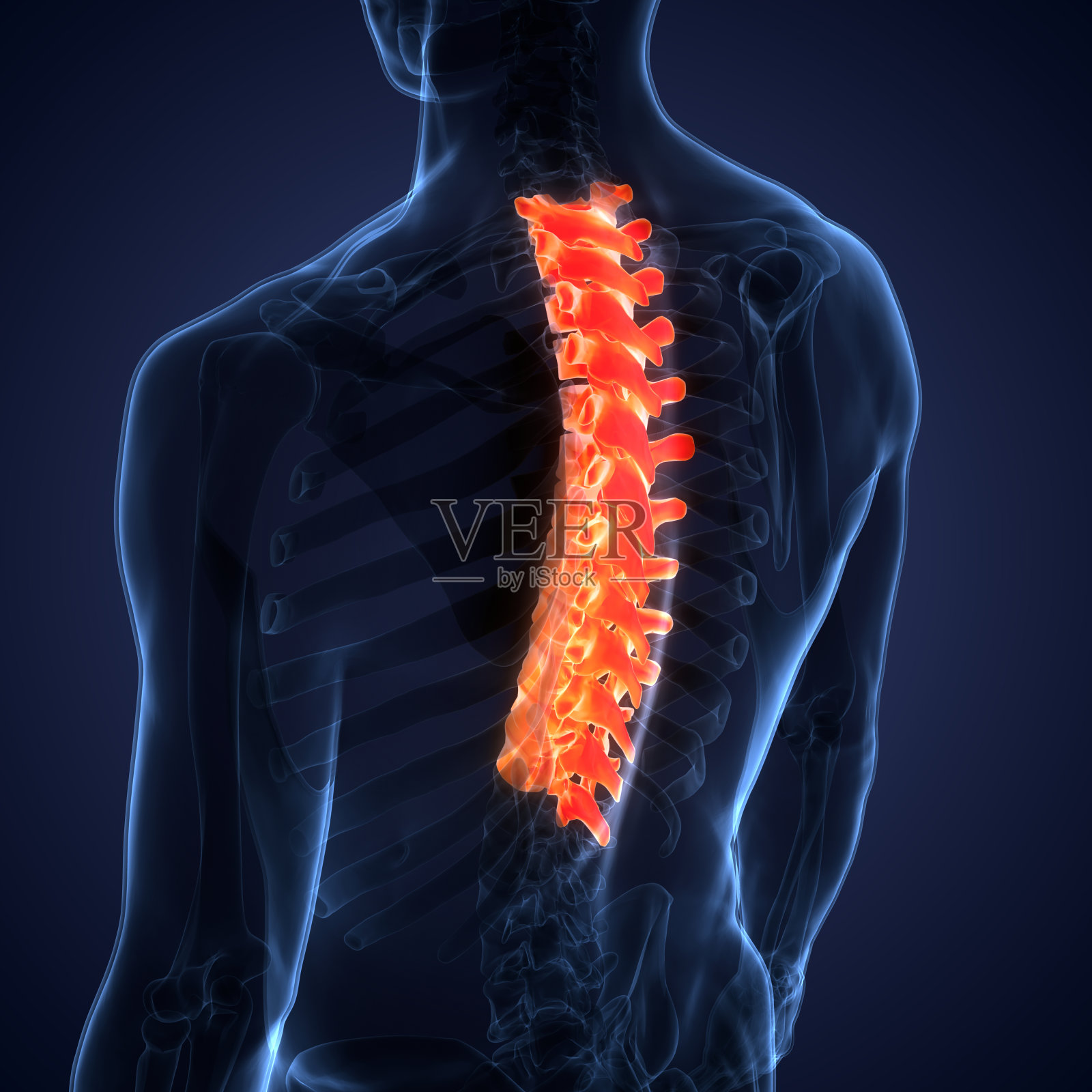 脊髓，脊柱，胸椎，人体骨骼系统解剖学照片摄影图片