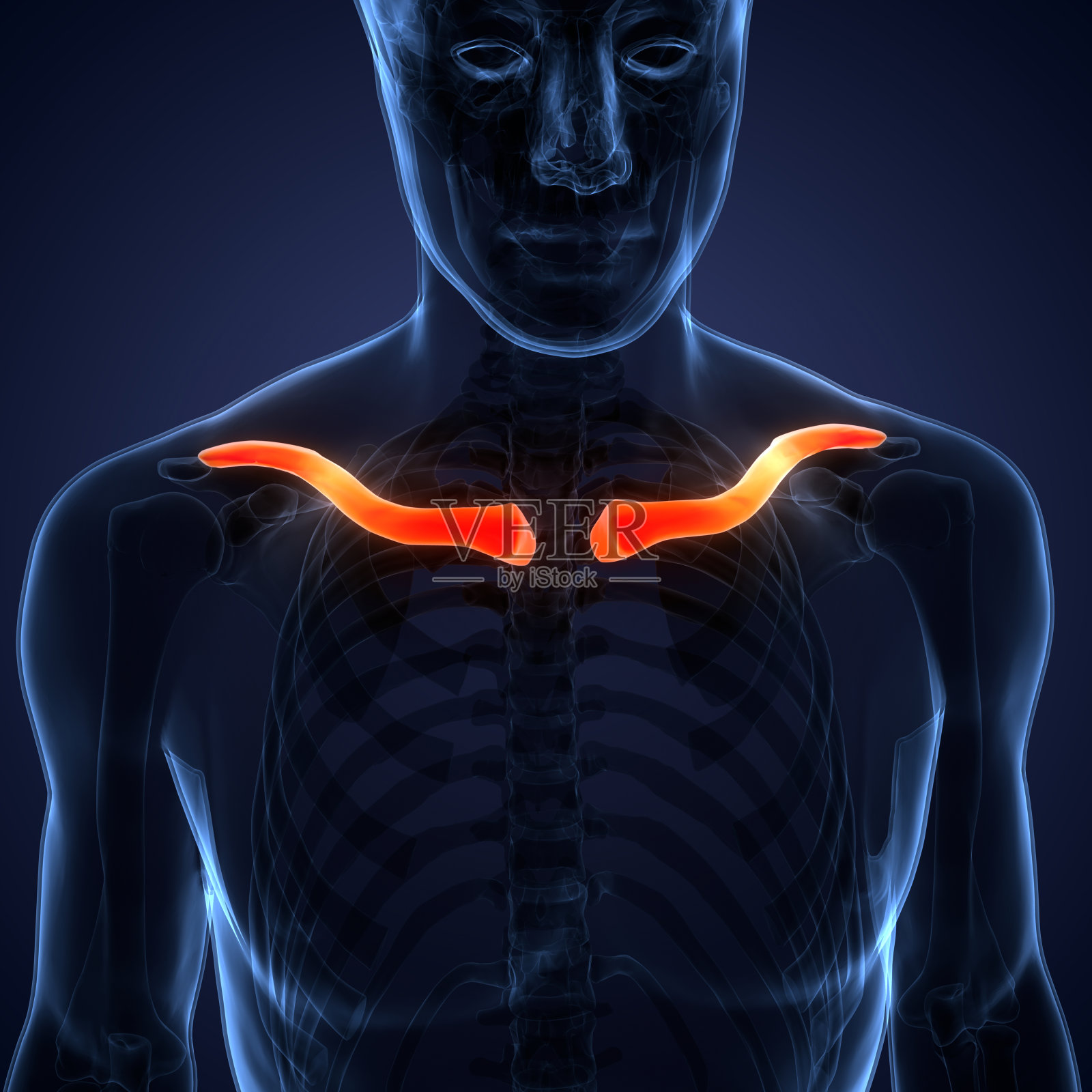 人体骨骼系统锁骨关节解剖学照片摄影图片