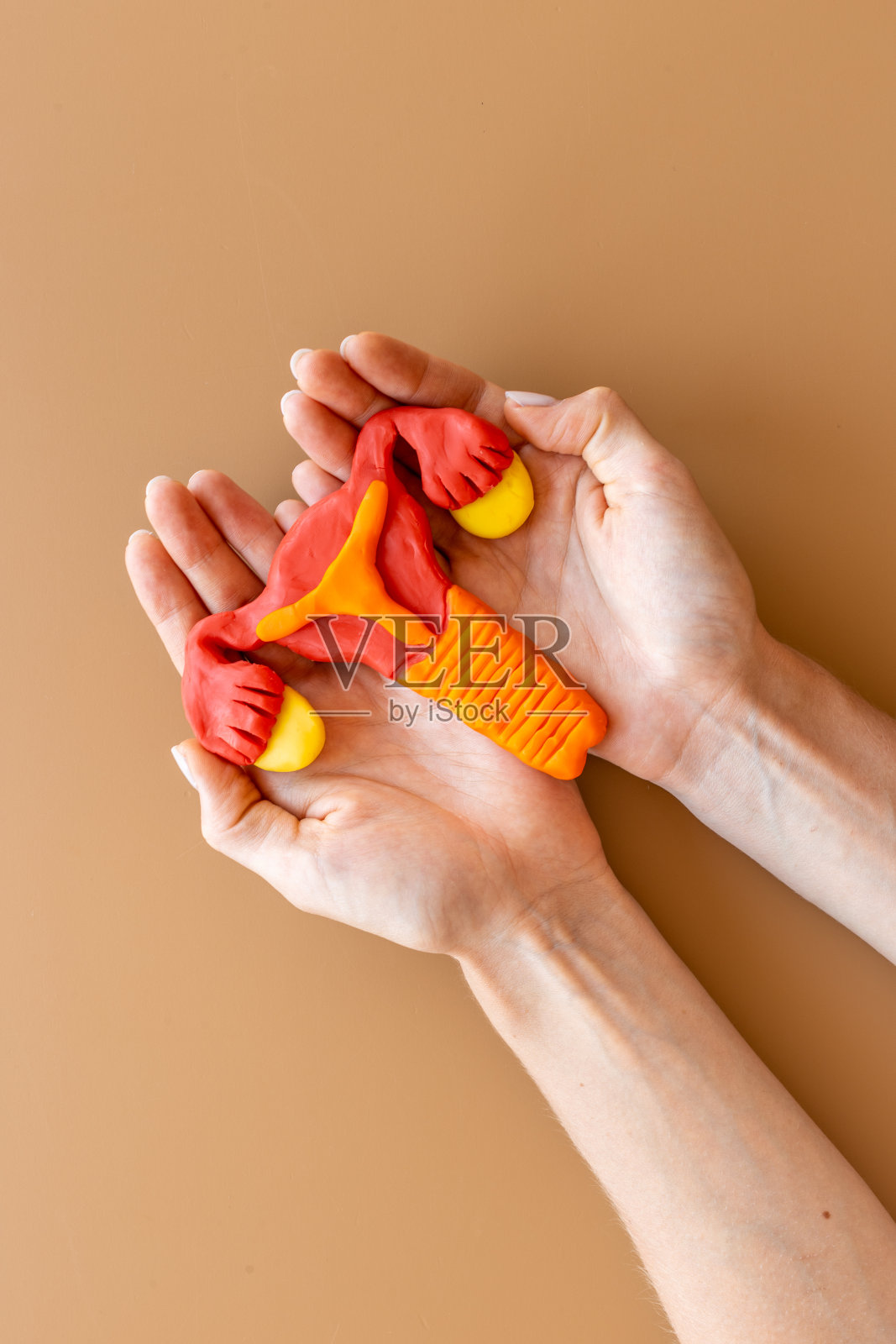 女性子宫和卵巢的医疗在wonams手中照片摄影图片