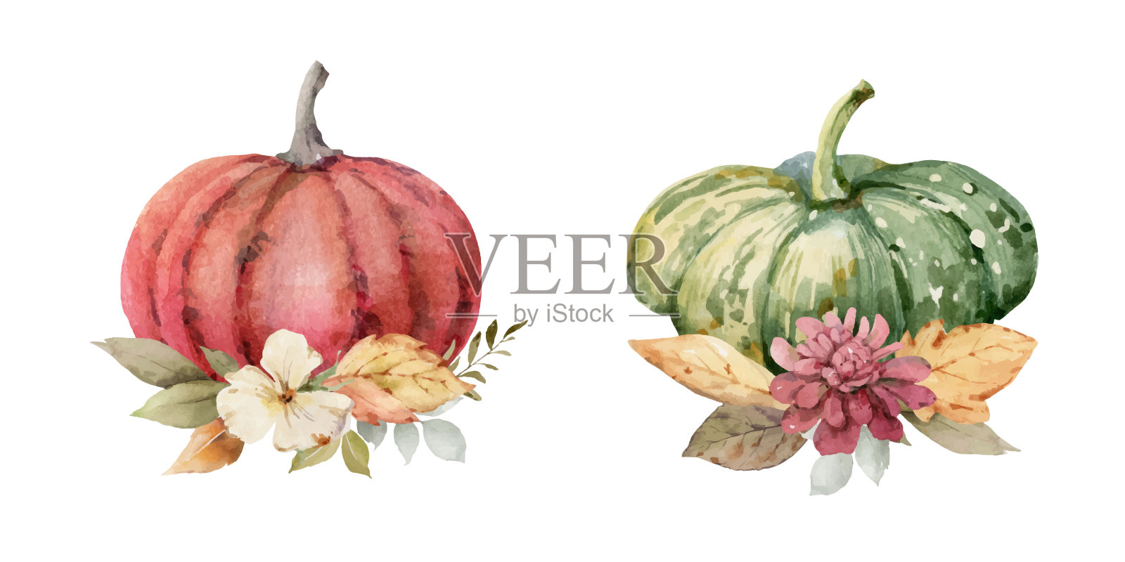 感恩节的水彩向量明信片，用五颜六色的南瓜安排问候，秋天的树枝和树叶孤立在白色 背景。设计元素图片