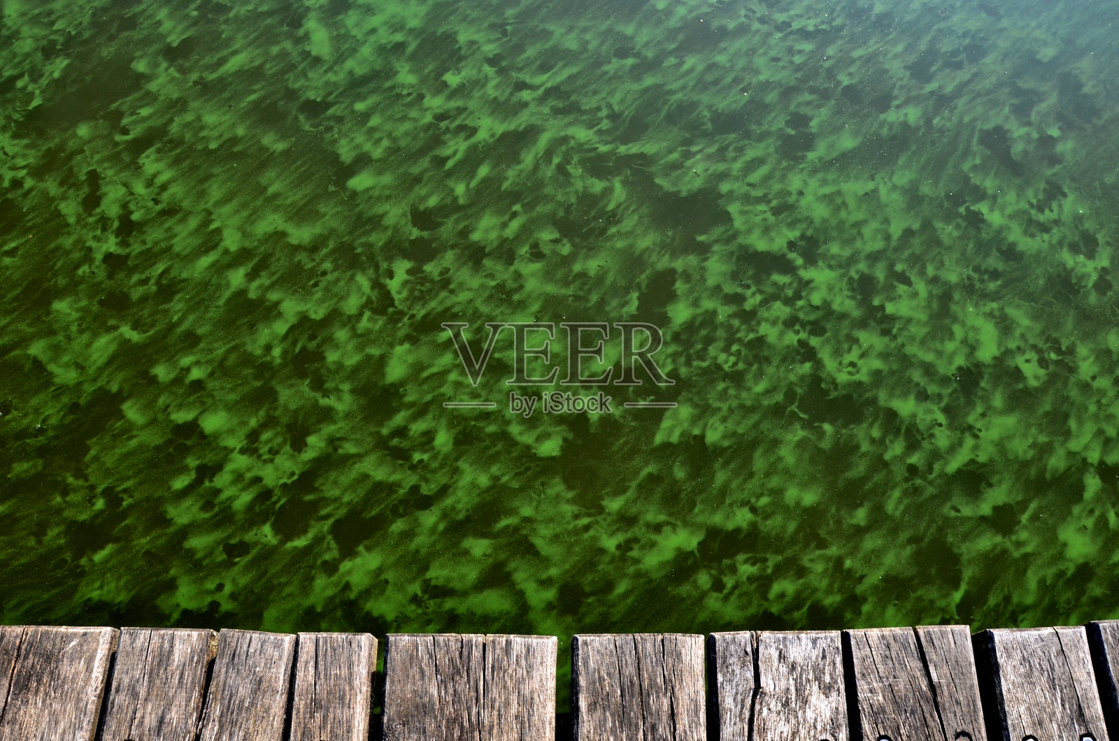 一个人站在水边，指着被污染的绿色的池塘水。湖边梯田有蓝藻细菌。在肥沃的水里游泳是不可能的照片摄影图片